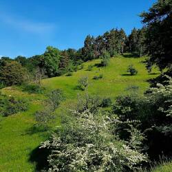 Dann ging es 250 Höhenmeter hoch auf den Haldenhof