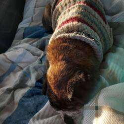 Eule hat noch seinen Strickpullover an und Nickerchen schon wieder,ein Pausentag,versprochen