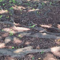 Die sind plötzlich vom Baum gefallen!