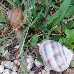 Schneckenliebe