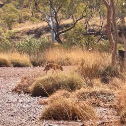 Ein wildes Tier entdeckt! Der Dingo
