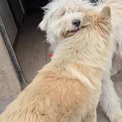 Play Shya play! 🥰😊🥳