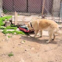 Shya is clever - he also went inside and tipped over the food bin so it spilled everywhere! Feast!