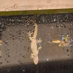 .... und Geckos beobachten🦎