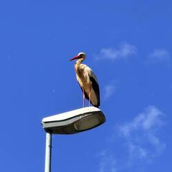 Stork