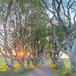 The Dark Hedges from Game of Thrones
