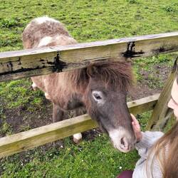 Eimear with Elvis the miniature shetland
