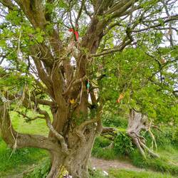 The wishing tree on the Hill of Tara
