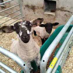 Eimear's pets 🐑