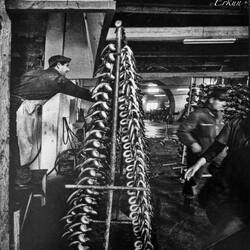 Historical photo of skewered eels being readied for cooking— Manifattura dei Marinati.
