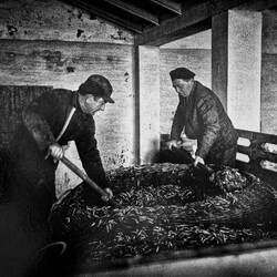 Historical photo of men unloading an eel pot — Manifattura dei Marinati.