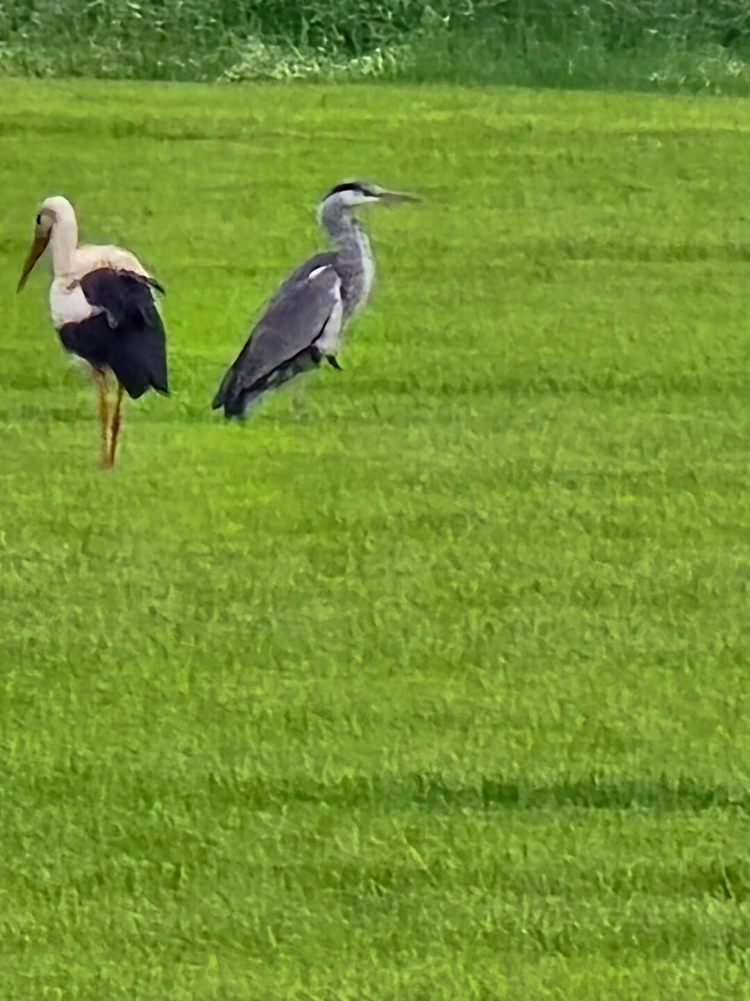 Der Storch und Fischreiher
