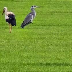 Der Storch und Fischreiher