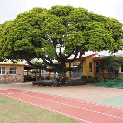 Baum in einer Grundschule / Tree in a primary school