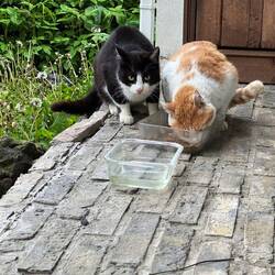 Unsere Katzen / Our cats