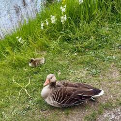 auch Gänse fühlen sich beim Kastellet sehr wohl... 