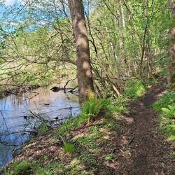 Pfad an der Oertze - als Radweg ungeeignet