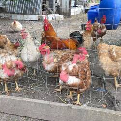 Transylvanian Naked Neck Chickens also known as Turkens, not a hybrid