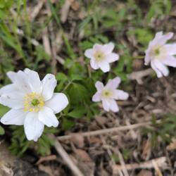 Anemone, soweit das Auge reicht