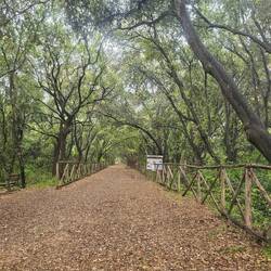 The lovely woods