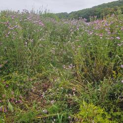 The overgrown path framed by nettles!