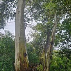 Gum trees
