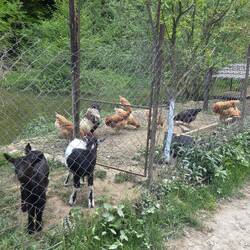 PUNCT owners animals
