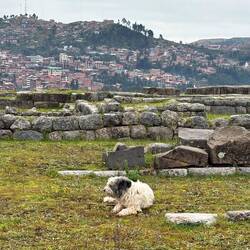 A pup among the ruins