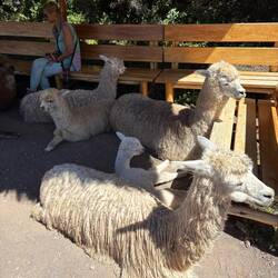 Alpacas seeking shade among the tourists