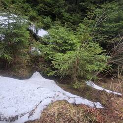 Saua Crilui trail