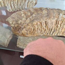 Museo paleologico