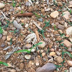 New corn crop