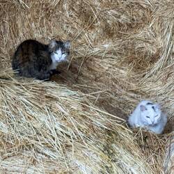 Barn kitties