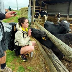 Cow kisses