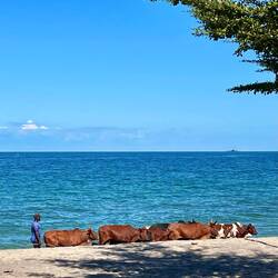 Surprise visitors on the beach Chintheche