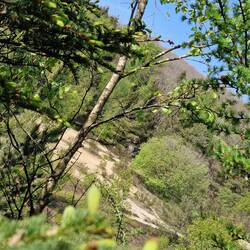 Wenn man ganz genau schaut, sieht man Lotte schon versteckt im Wald sitzen 🌳