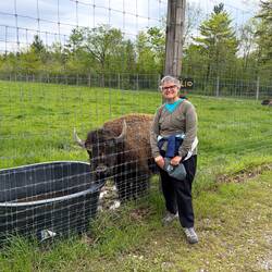 Bison enclosure