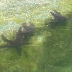 Lousy photo of starfish