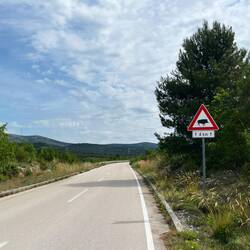 Attention les sangliers !
