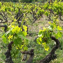 La vigne bien avancée. N'est ce pas Baptiste et Zoé ?