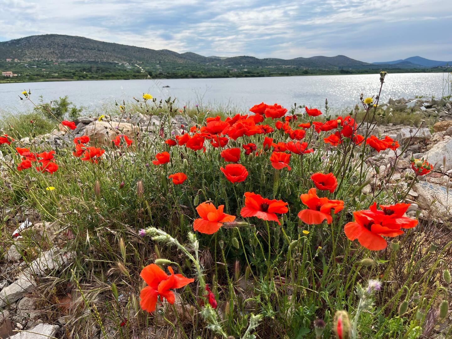 Un bouquet de coquelicot pour commencer ce vendredi, jour de ma 8° semaine de voyage