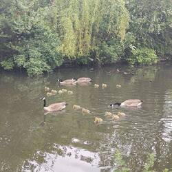 Goslings out en masse