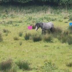 Faraway shot of pretty Moonlight who Vicky got to meet when she & others were led along the towpath