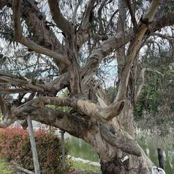 Dieser Eukalyptus-Baum hat die Atombombe überlebt und steht immer noch nahe des alten Schlosses.