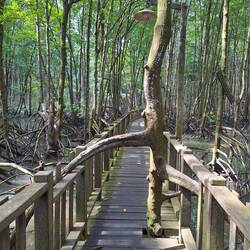 Da wird schon mal der Steg um die Mangrove drum herum gebaut