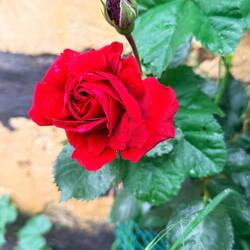 Smelling the roses!