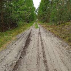 Another of the many f........ boring forest roads