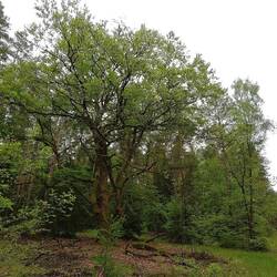 Dieser Baum hat das Feuer vor 50 Jahren überstanden und man beachte den Fuß- und Radweg