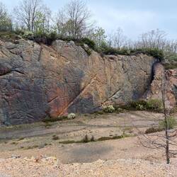 Fossilized trees!