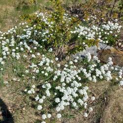 Wildblumenbeet